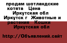  продам шотландские котята › Цена ­ 3 000 - Иркутская обл., Иркутск г. Животные и растения » Кошки   . Иркутская обл.